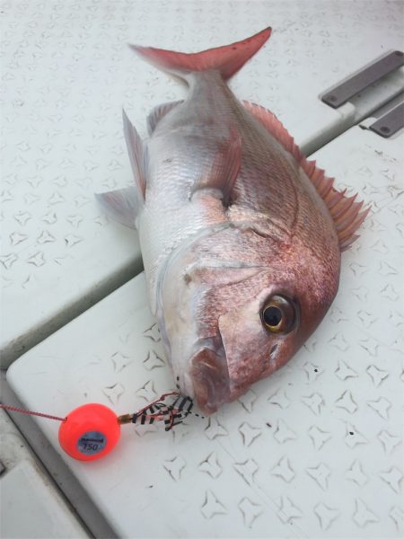 マタウマリンサービス 釣果