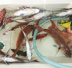 松本釣船２ 釣果