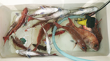 松本釣船２ 釣果