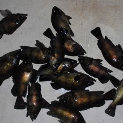 ルアー船マヒマヒ 釣果