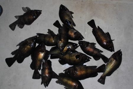 ルアー船マヒマヒ 釣果