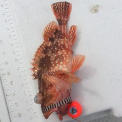 マタウマリンサービス 釣果