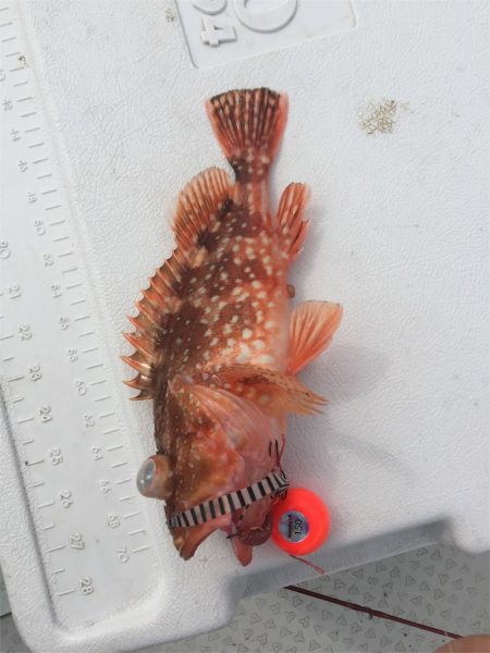 マタウマリンサービス 釣果