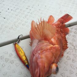 マタウマリンサービス 釣果