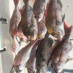 マタウマリンサービス 釣果