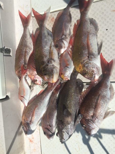 マタウマリンサービス 釣果