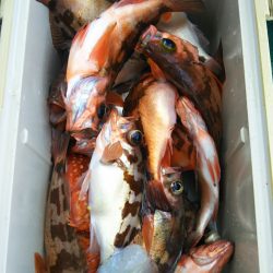 モンロー号 釣果