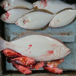 明神釣船 釣果