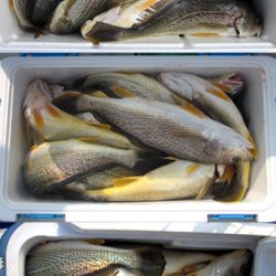 来温丸(らいおんまる) 釣果