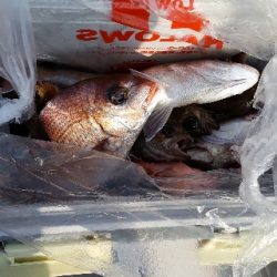 内浜丸 釣果