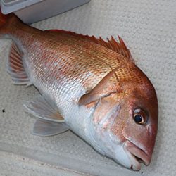 松本釣船２ 釣果