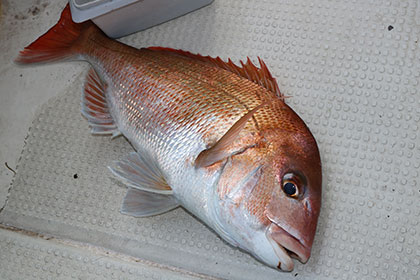 松本釣船２ 釣果