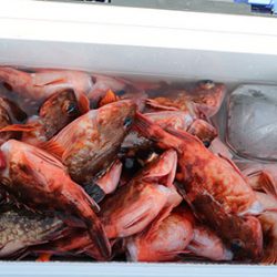 松本釣船２ 釣果