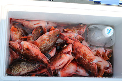 松本釣船２ 釣果