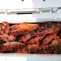 松本釣船２ 釣果