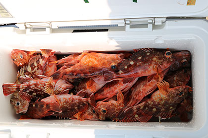 松本釣船２ 釣果