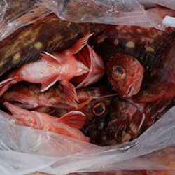 松本釣船２ 釣果