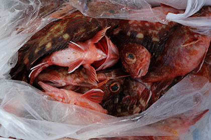 松本釣船２ 釣果