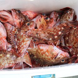 松本釣船２ 釣果