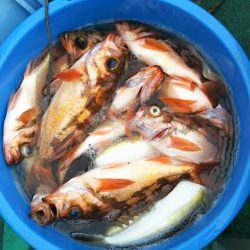 モンロー号 釣果