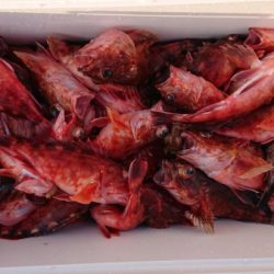 オーフリー 釣果