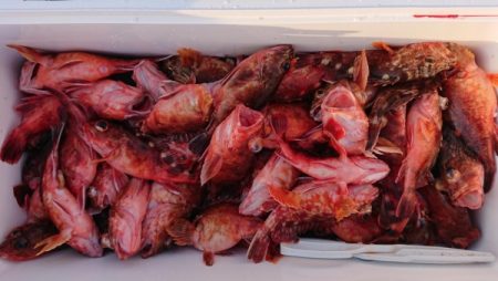 オーフリー 釣果