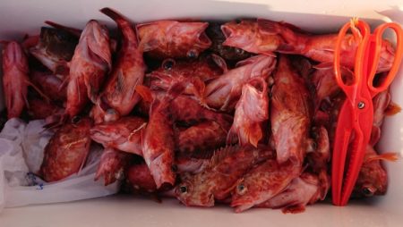 オーフリー 釣果