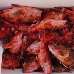 オーフリー 釣果