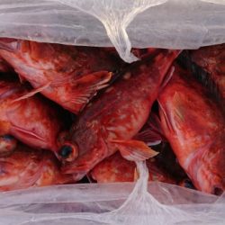 オーフリー 釣果