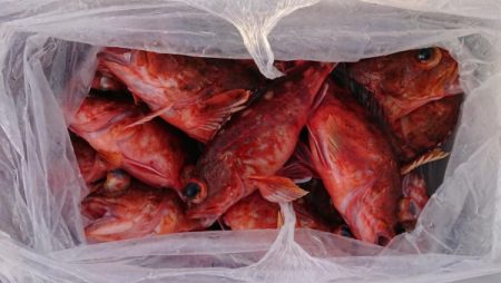 オーフリー 釣果