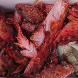 オーフリー 釣果