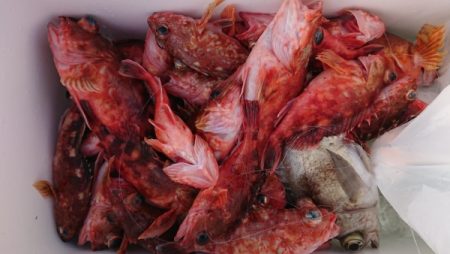 オーフリー 釣果