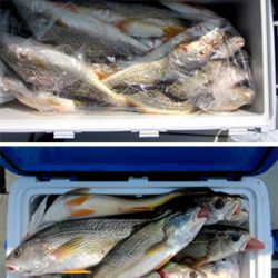 来温丸（らいおんまる） 釣果