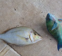 本部釣りイカダ 釣果