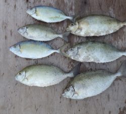 本部釣りイカダ 釣果
