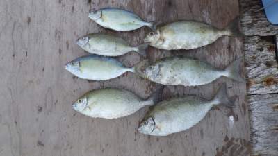 本部釣りイカダ 釣果