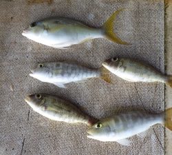 本部釣りイカダ 釣果