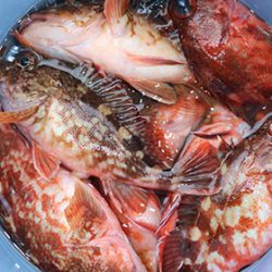 松本釣船２ 釣果