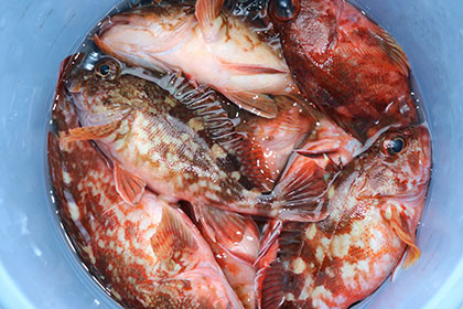 松本釣船２ 釣果