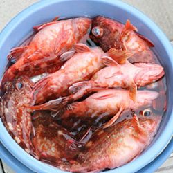 松本釣船２ 釣果