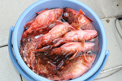 松本釣船２ 釣果