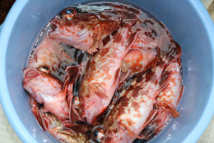 松本釣船２ 釣果