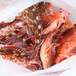 松本釣船２ 釣果