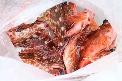 松本釣船２ 釣果