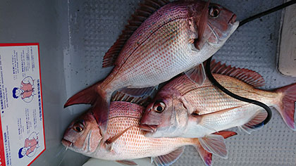 松本釣船２ 釣果