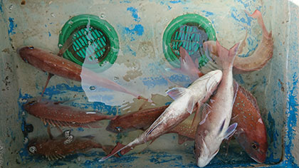 松本釣船２ 釣果