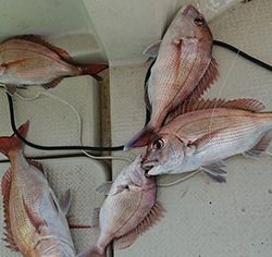 松本釣船２ 釣果