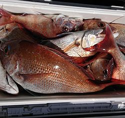 松本釣船２ 釣果