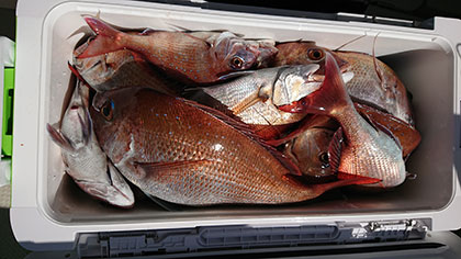 松本釣船２ 釣果