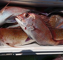 松本釣船２ 釣果